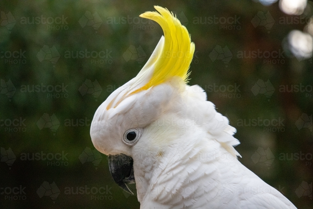 Sulphur crested cockatoo - Australian Stock Image