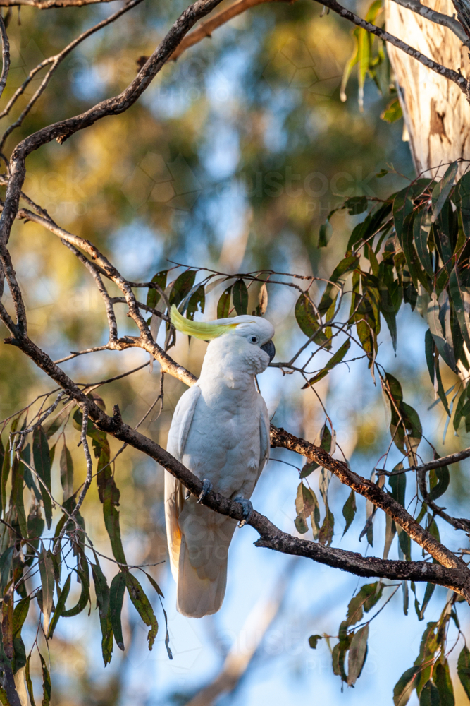 Sulphur-crested Cockatoo (Cacatua galerita) perched in gum tree. - Australian Stock Image