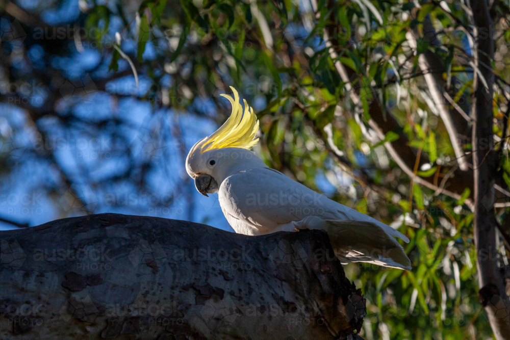Sulphur-crested Cockatoo (Cacatua galerita) perched in gum tree. - Australian Stock Image
