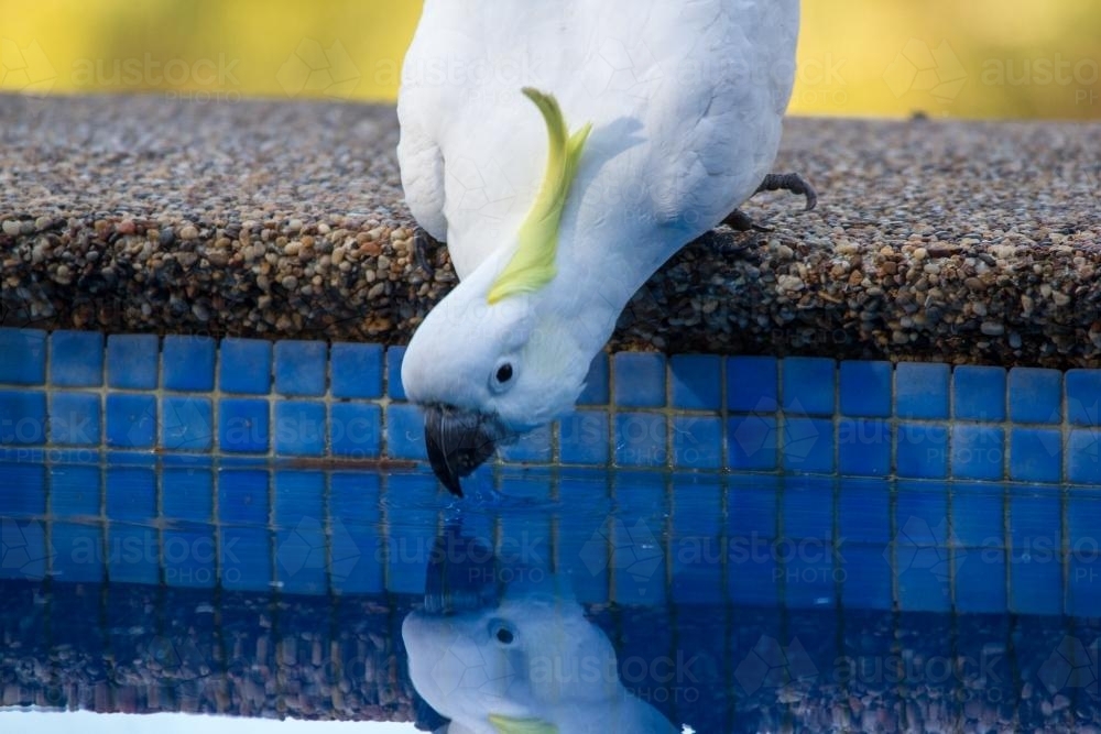 Sulphur crested Cockatoo drinking water from a pool - Australian Stock Image