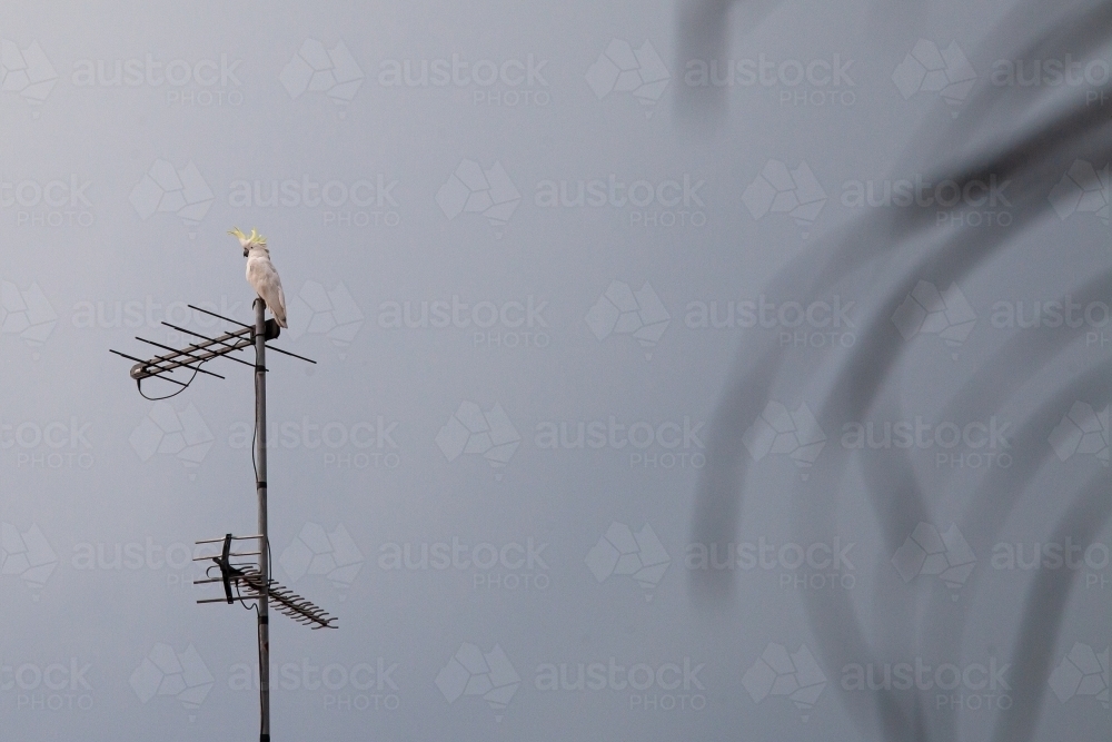 Sulphur-crested cockatoo on antenna - Australian Stock Image