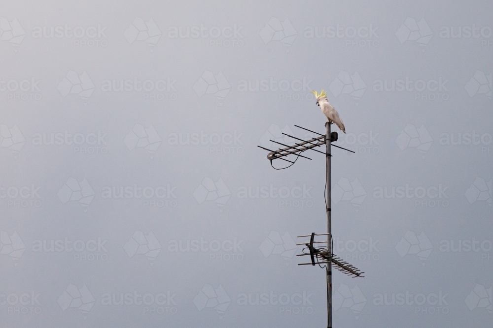 Sulphur-crested cockatoo on antenna - Australian Stock Image