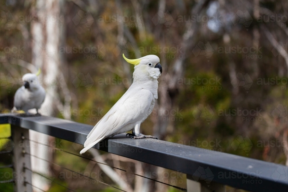 Sulphur crested cockatoo on balcony railing of bushland cabin - Australian Stock Image