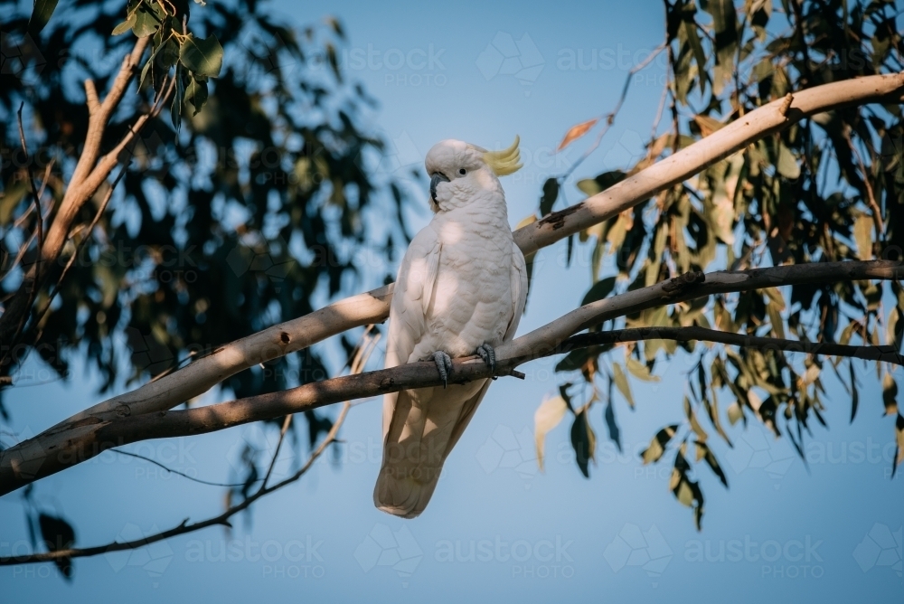 Sulphur-crested Cockatoo perched in a tree - Australian Stock Image