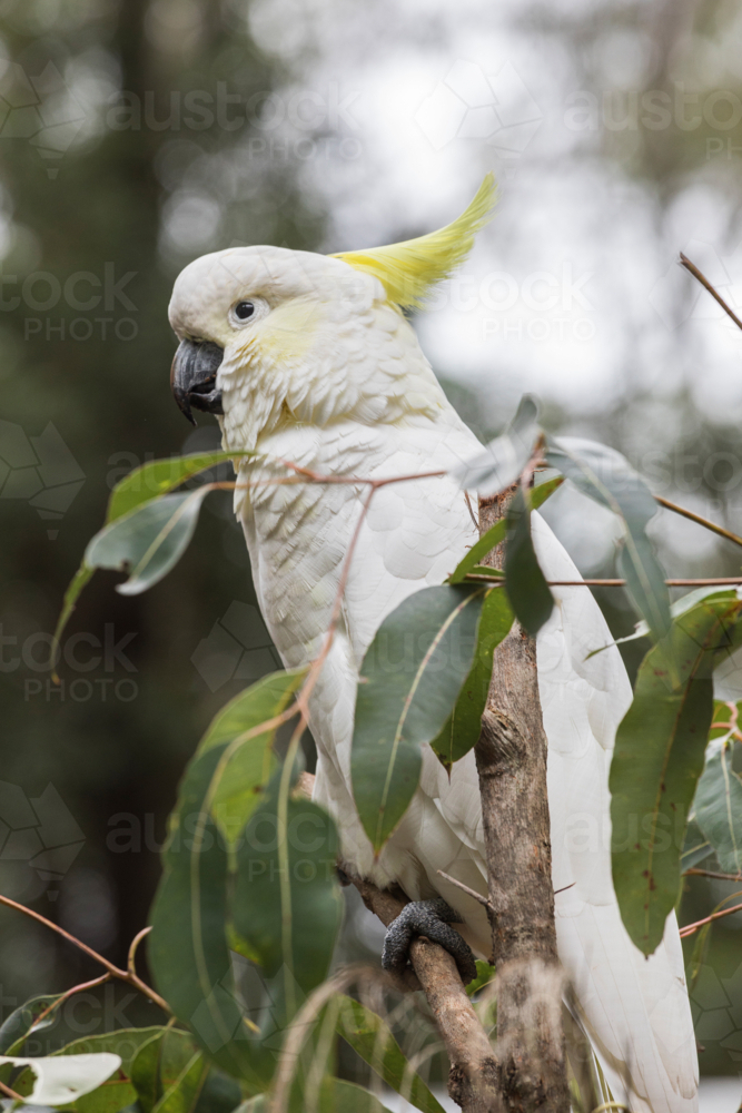 Sulphur Crested Cockatoo perched in eucalyptus tree - Australian Stock Image