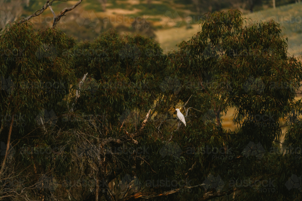 Sulphur crested cockatoo perched on a tree - Australian Stock Image