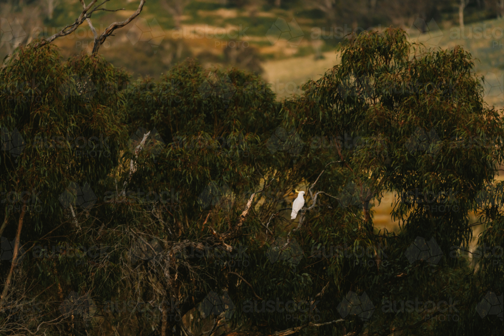 Sulphur crested cockatoo perched on a tree - Australian Stock Image