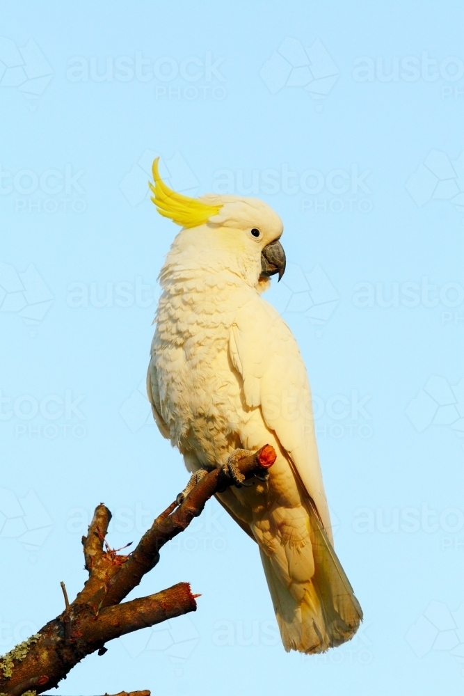 Sulphur-crested Cockatoo posing on a bare branch. - Australian Stock Image