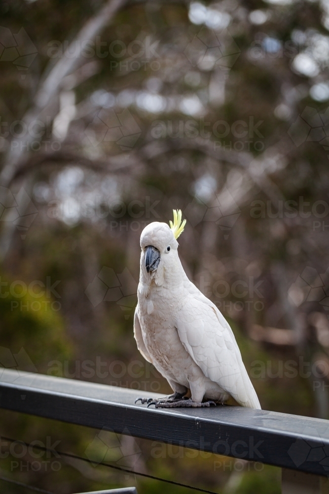sulphur crested cockatoo sitting on balcony railing in bushland - Australian Stock Image