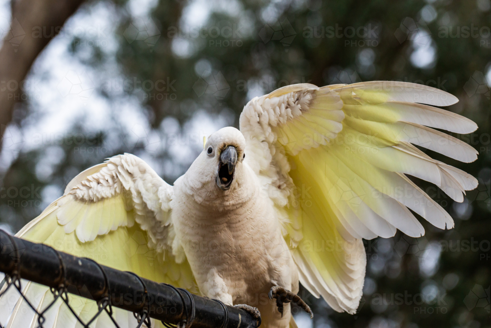 Sulphur-crested cockatoo squawking close up with bokeh background - Australian Stock Image