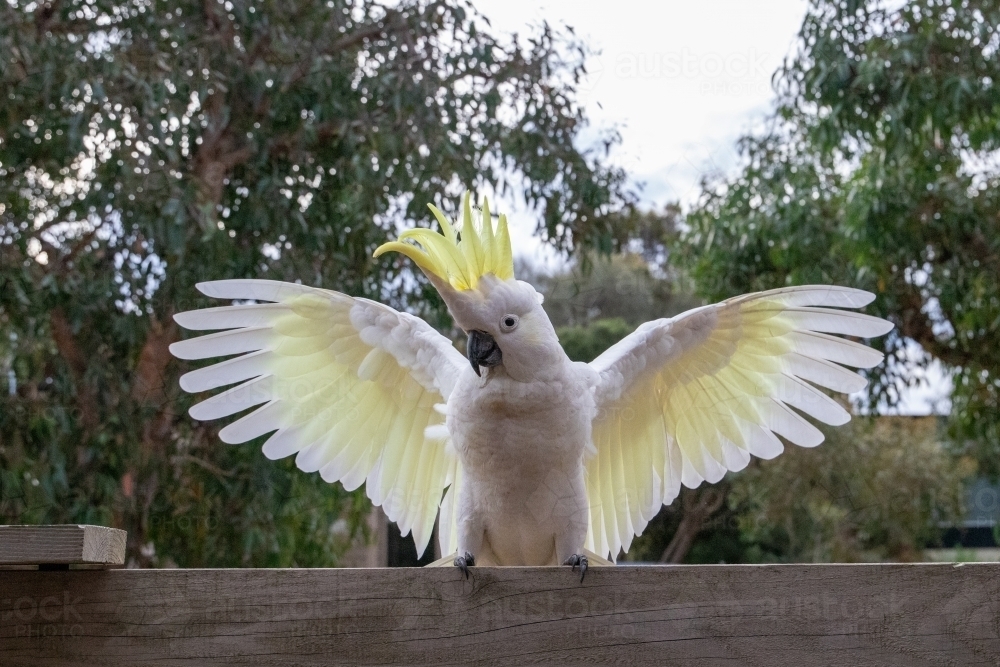 Sulphur crested cockatoo wingspan - Australian Stock Image