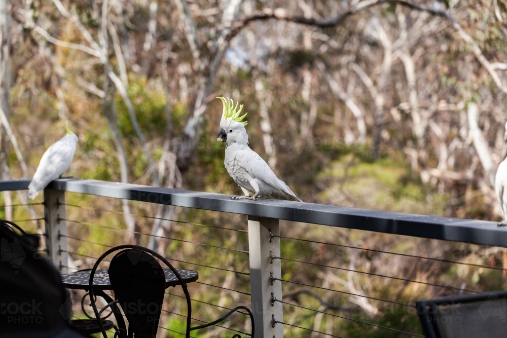 Sulphur crested cockatoo with raised crest on balcony railing of bushland cabin - Australian Stock Image
