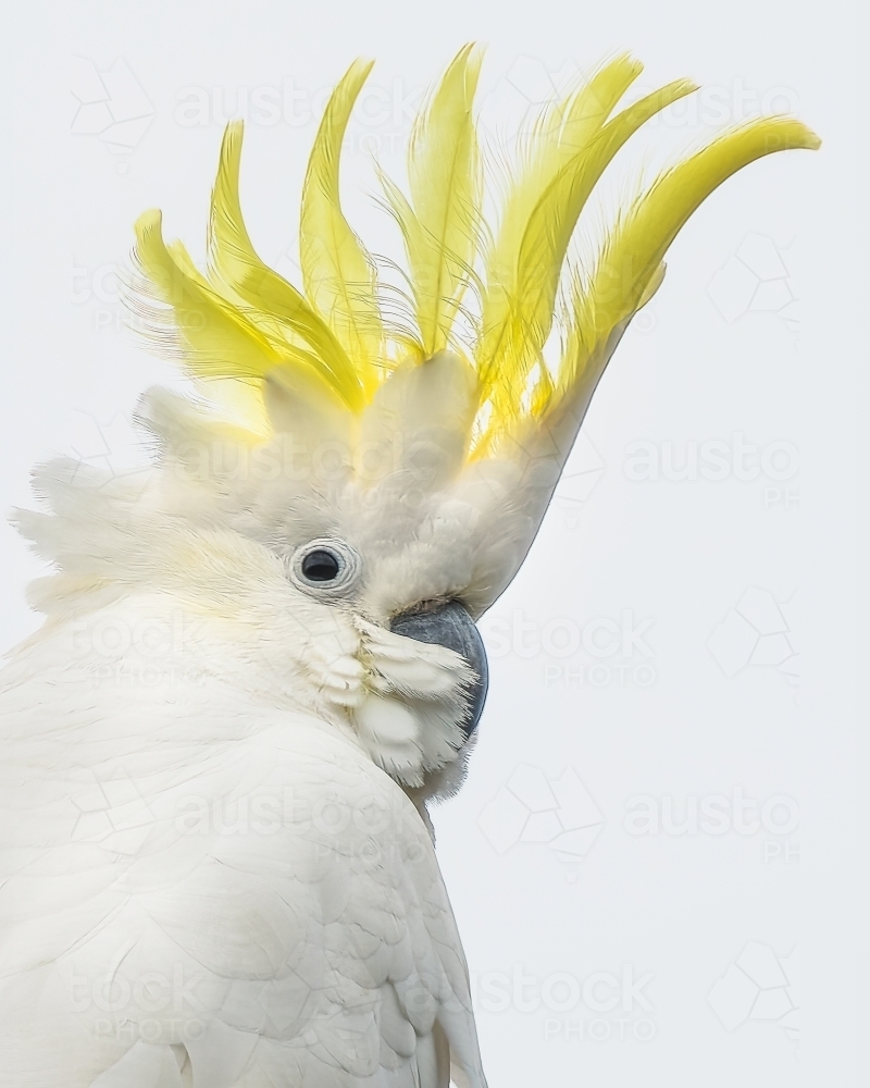 sulphur-crested cockatoo with yellow crest close up - Australian Stock Image