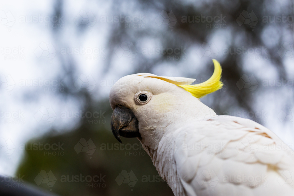 Sulphur-crested cockatoo with yellow crest close up with bokeh background - Australian Stock Image