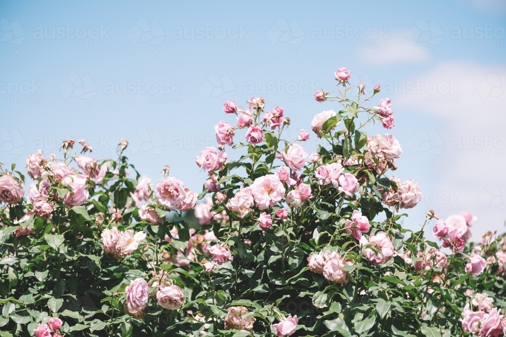 Summer blooming pink roses - Australian Stock Image