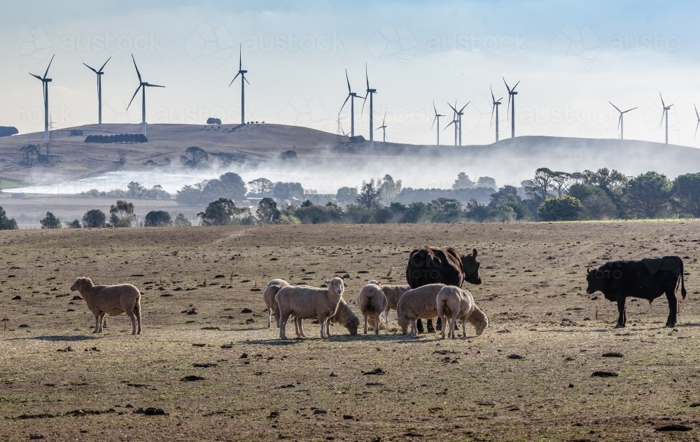 Summer burn off with sheep flock and wind farm - Australian Stock Image