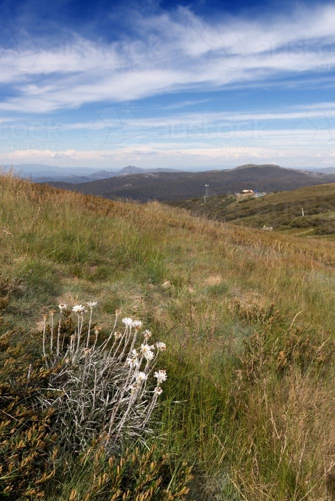Summer flowers growing on mountain side of Mount Buller - Australian Stock Image