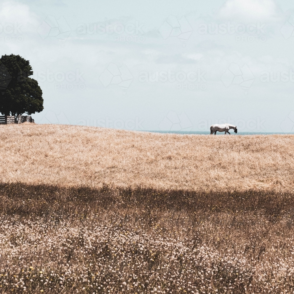 summer grasses landscape with horse on the horizon - Australian Stock Image