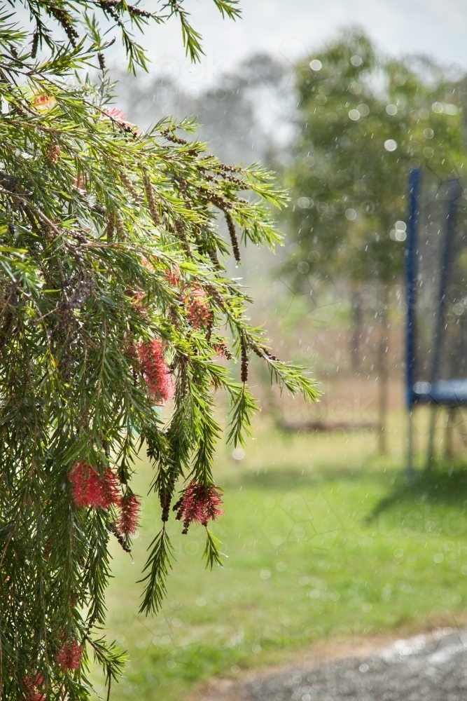 Summer rain falling on bottlebrush bush - Australian Stock Image