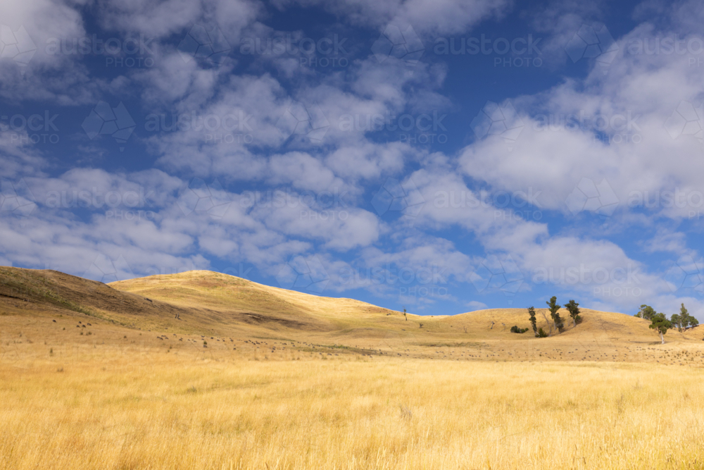 Summer time landscape in the Central Plateau Conservation Area near Ouse in Tasmania, Australia - Australian Stock Image