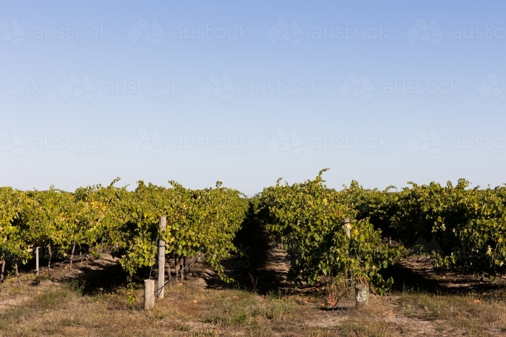 Summer views down the vineyard - Australian Stock Image