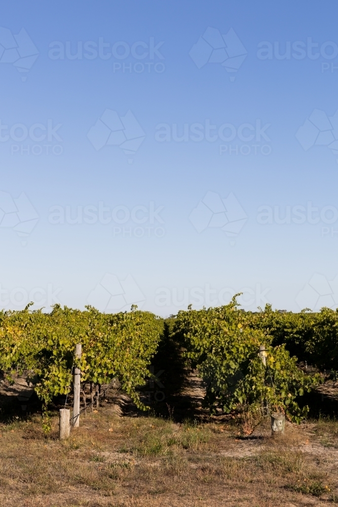 Summer views down the vineyard - Australian Stock Image