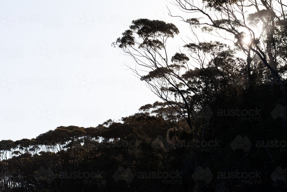 Sun behind trees - Australian Stock Image
