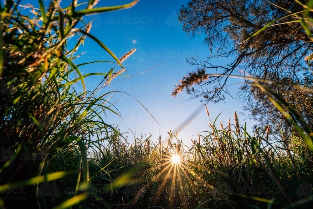Sun coming through tall grass - Australian Stock Image