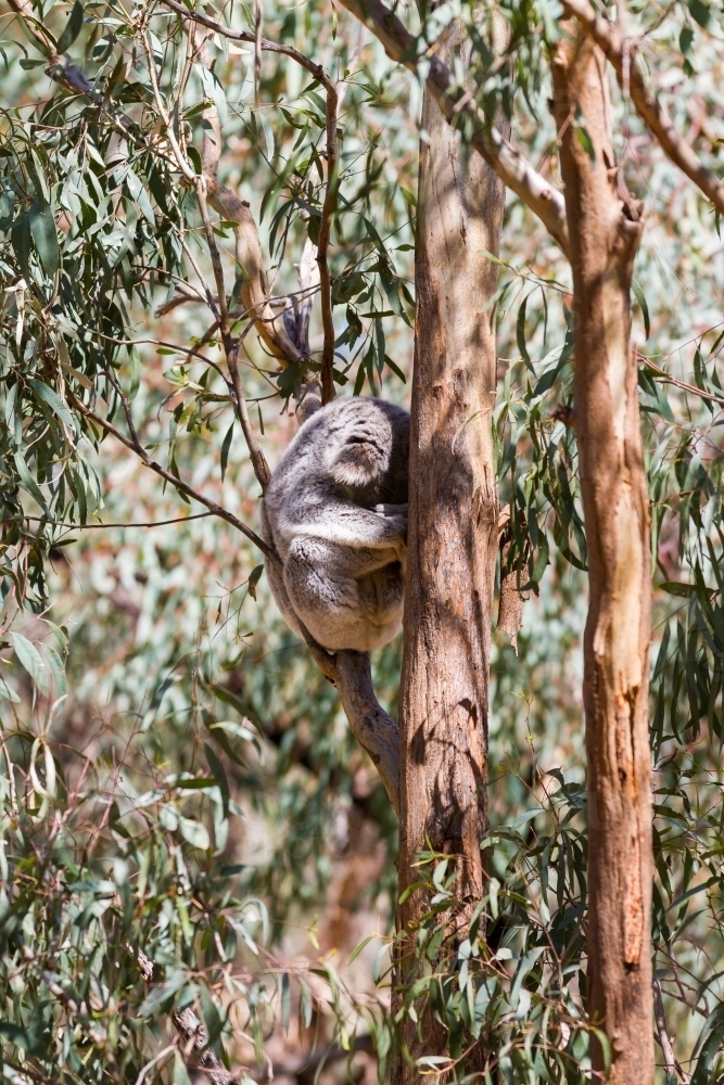 Sun dappled sleeping koala curled up in a eucalyptus tree - Australian Stock Image