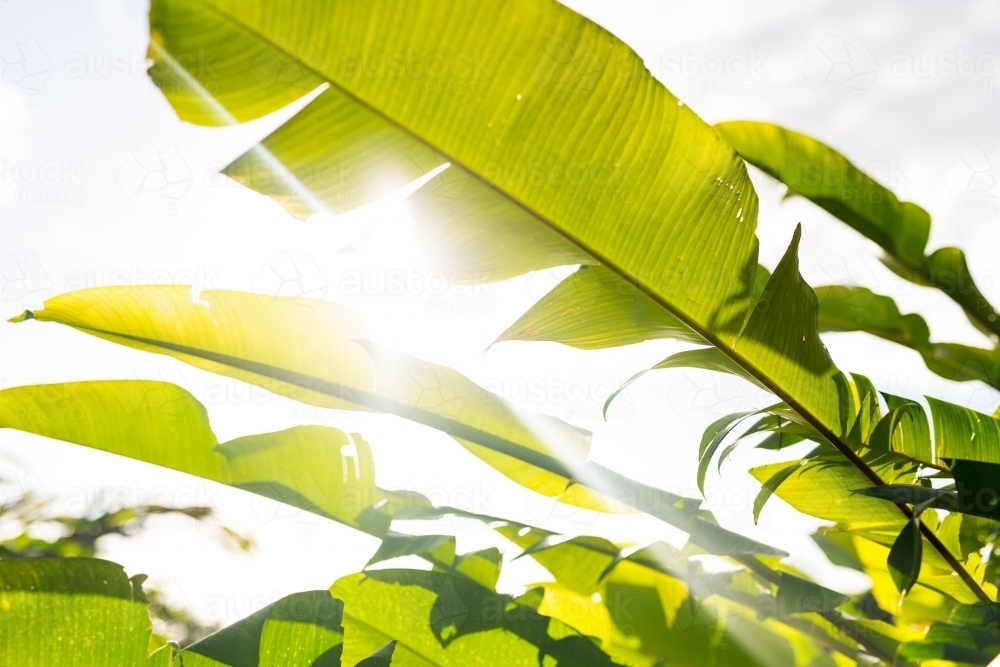 sun flare and tropical banana leaf - Australian Stock Image
