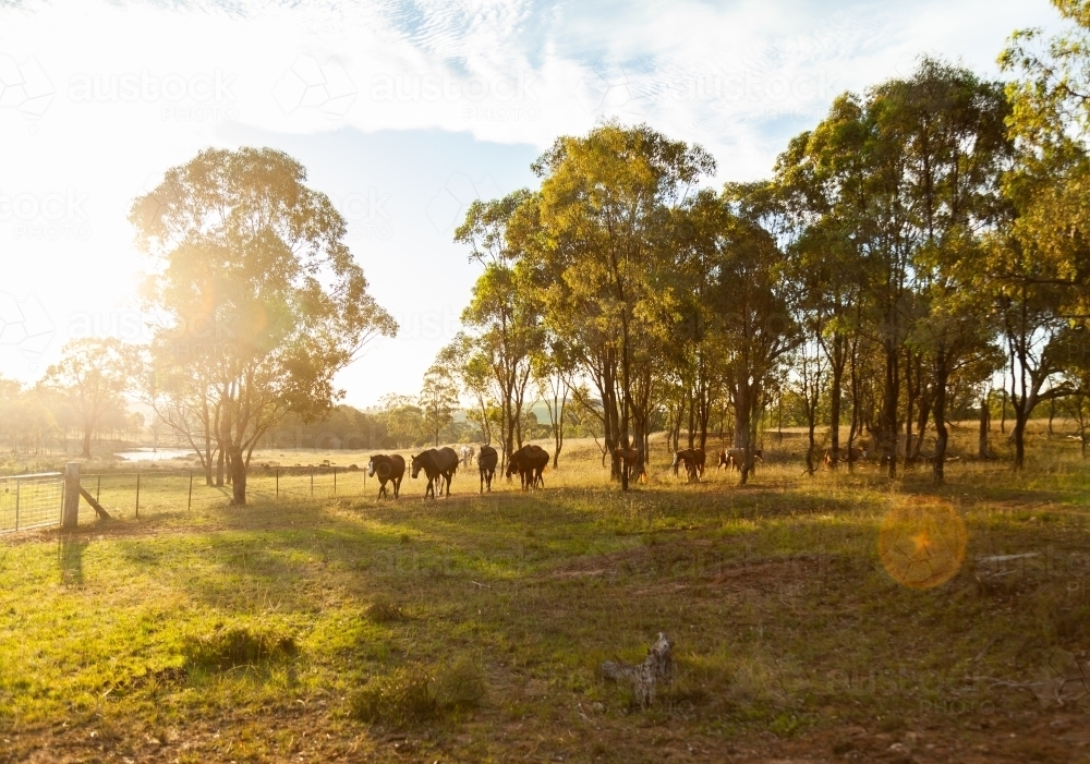 Sun flare light over paddock with horses and trees - Australian Stock Image