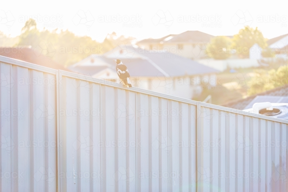 Sun flare over backyard fence in the morning with magpie bird - Australian Stock Image