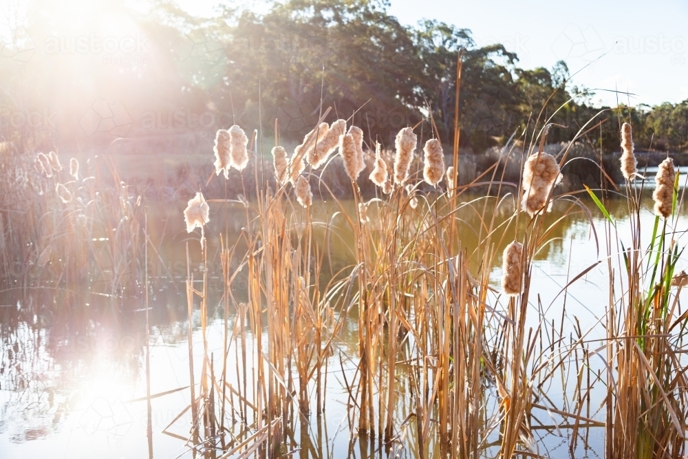Sun flare over bulrushes and dam - Australian Stock Image