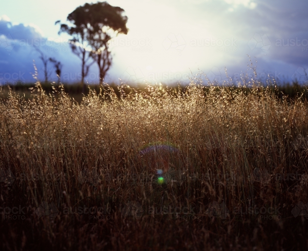 Sun flare over grass in paddock - Australian Stock Image