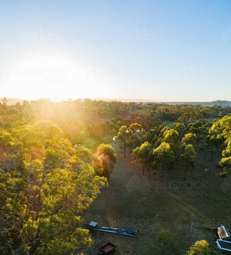 Sun flare over gum trees in paddock - Australian Stock Image