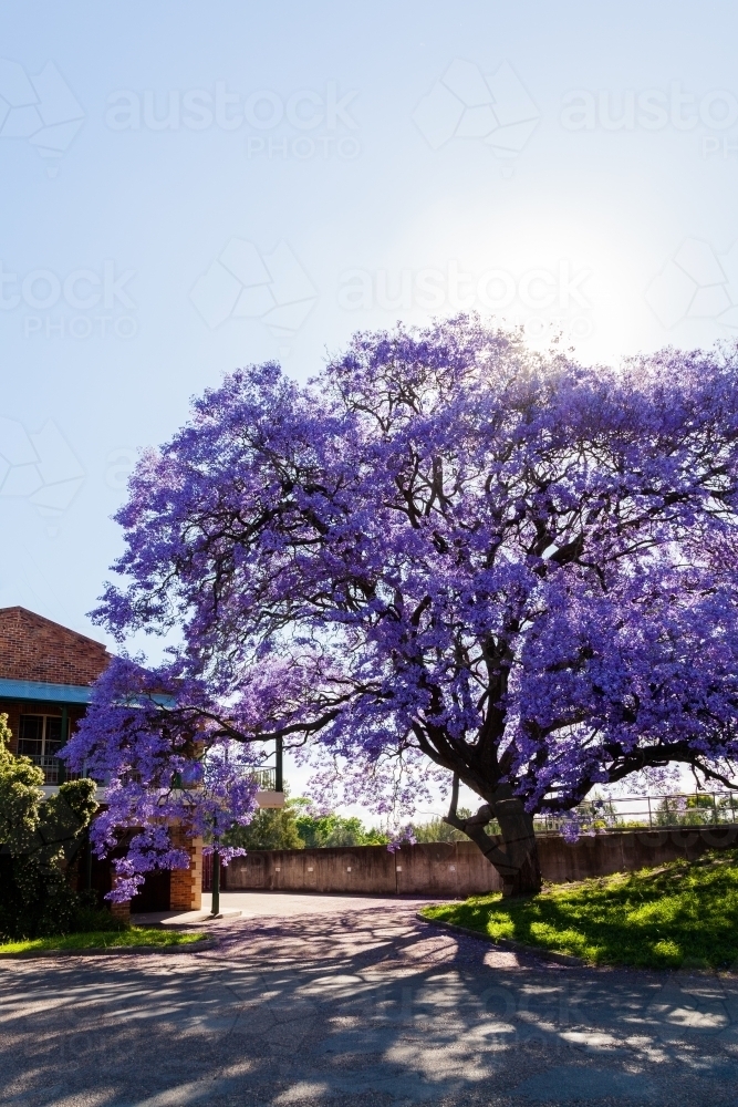 Sun flare over purple flowering jacaranda tree beside street in singleton - Australian Stock Image