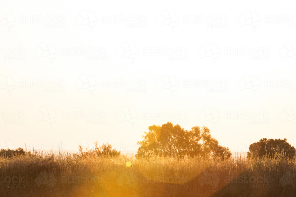 Sun flare over the field with tall grasses - Australian Stock Image