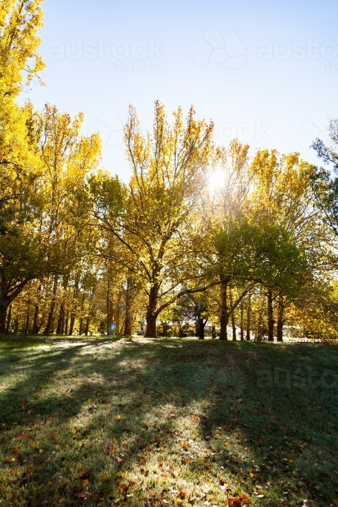 Sun flare through backlit golden yellow autumn trees - Australian Stock Image