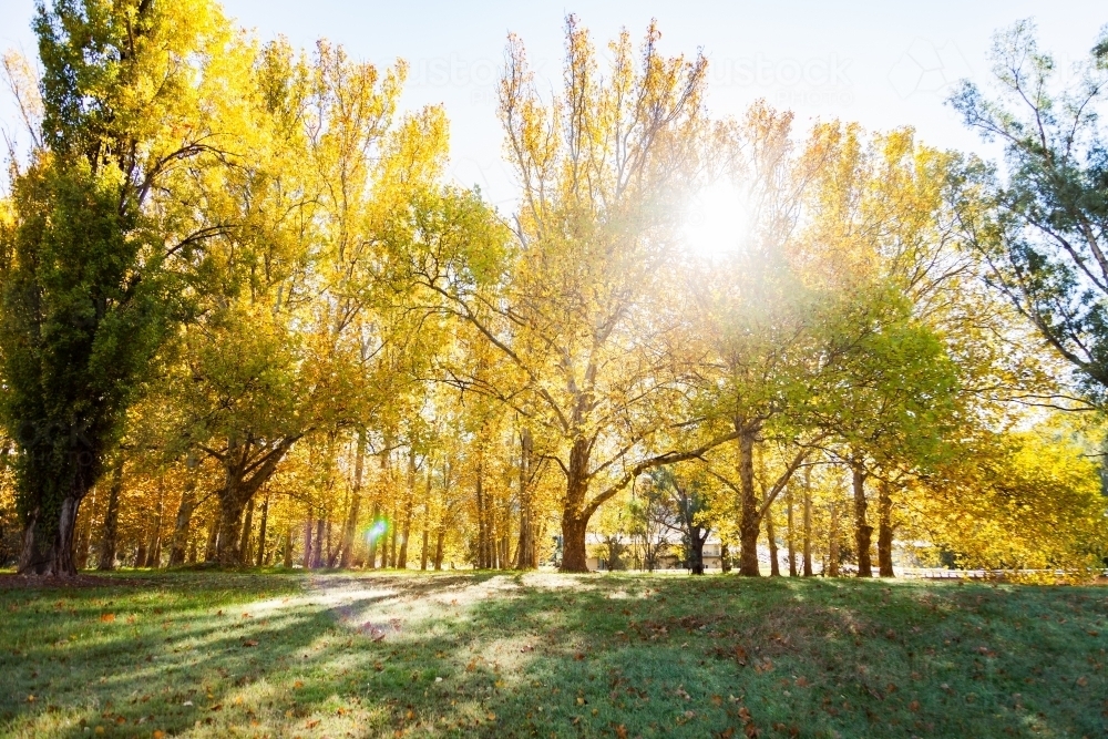 Image of Sun flare through backlit golden yellow autumn trees ...
