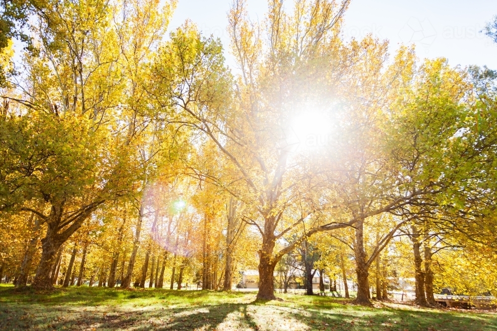 Sun flare through backlit golden yellow autumn trees - Australian Stock Image