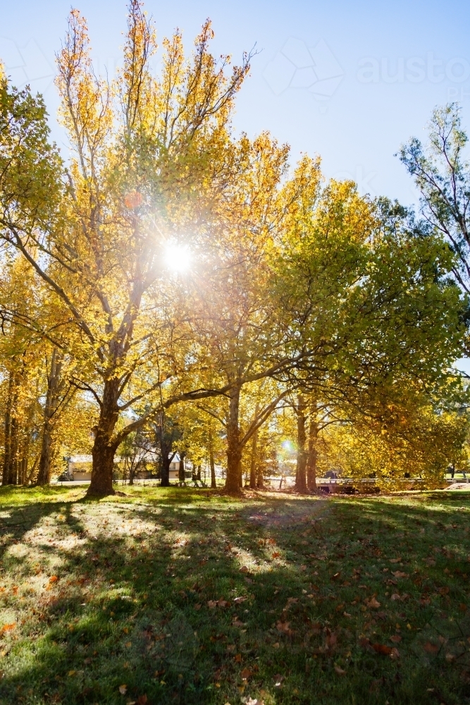 Sun flare through backlit golden yellow autumn trees - Australian Stock Image