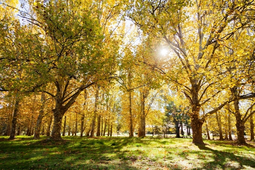 Image of Sun flare through backlit golden yellow autumn trees ...