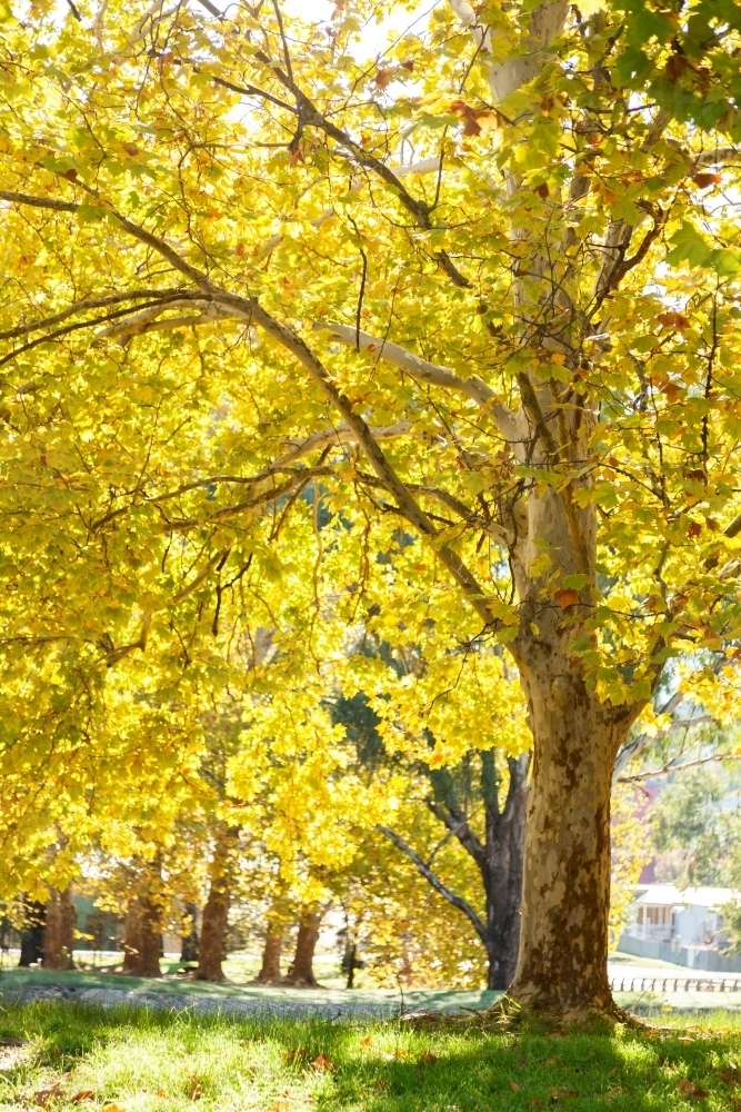 Image of Sun flare through backlit golden yellow autumn trees ...