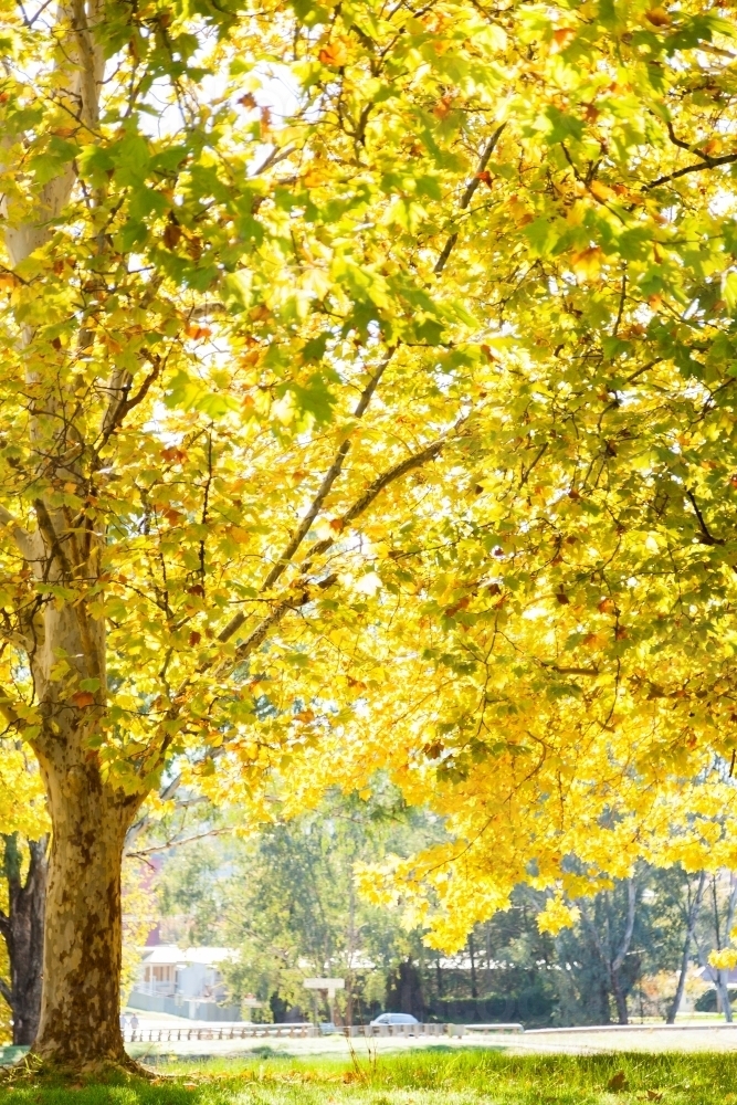 Image of Sun flare through backlit golden yellow autumn trees ...