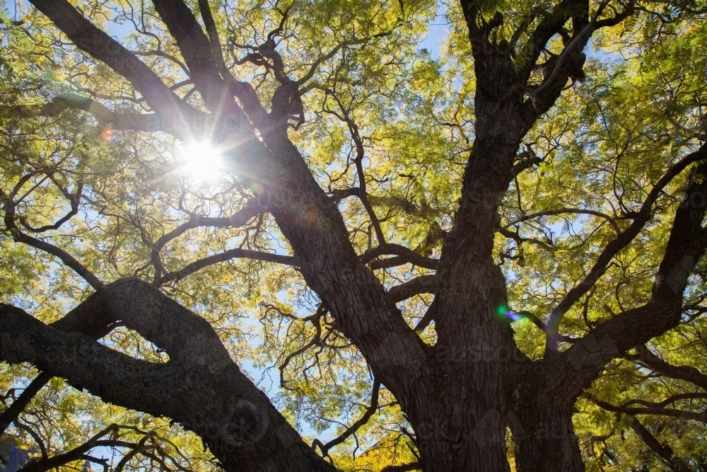 Sun flare through branches and green leaves of jacaranda tree in spring - Australian Stock Image