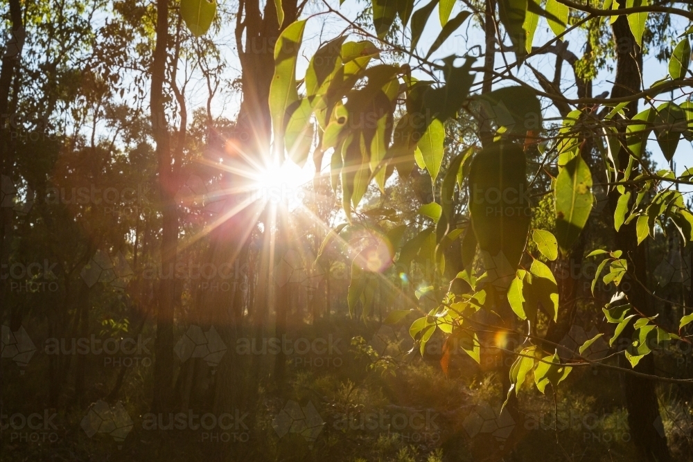Sun flare through gum leaves in Australian bush - Australian Stock Image
