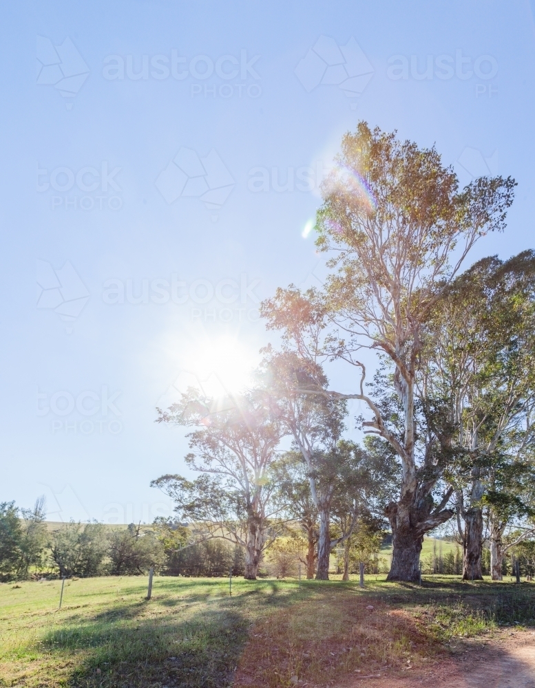 Sun flare through gum trees in paddock beside gravel road - Australian Stock Image