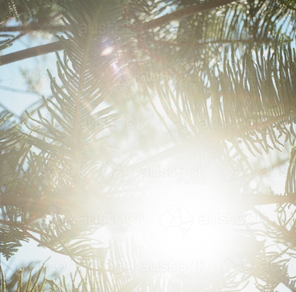 Sun Flare Through Pine Needles - Australian Stock Image