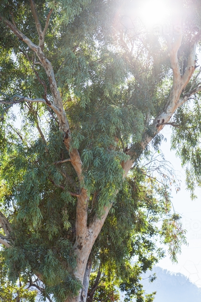 Sun flare through thick leaves of gum tree - Australian Stock Image