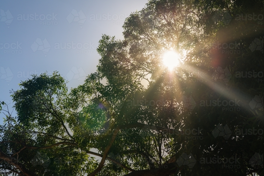 sun flare through trees - Australian Stock Image